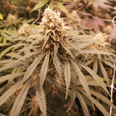 Critical pk growlog timeline photo