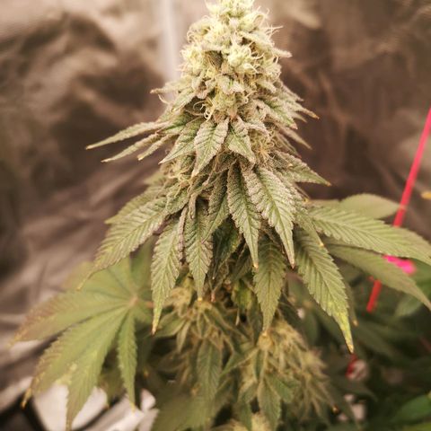 GMO cookies growlog timeline photo