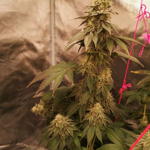 GMO cookies growlog timeline photo