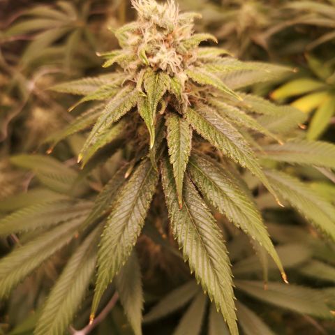 Runtz s1 growlog timeline photo