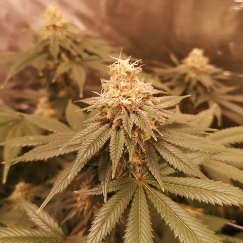 white wedding growlog timeline photo