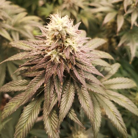 10th planet 2nd run growlog timeline photo