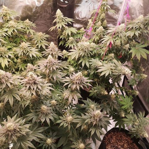 10th planet 2nd run growlog timeline photo