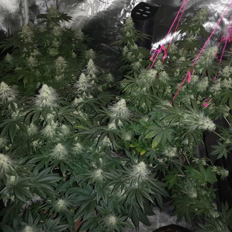 10th planet 2nd run growlog timeline photo