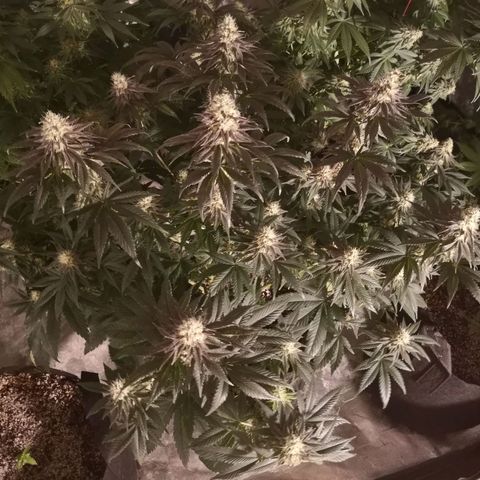 10th planet 2nd run growlog timeline photo