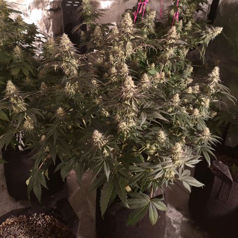 10th planet 2nd run growlog timeline photo