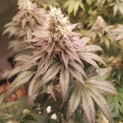 10th planet 2nd run growlog timeline photo