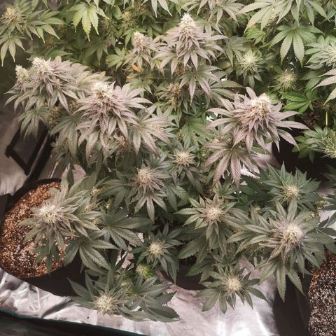 10th planet 2nd run growlog timeline photo