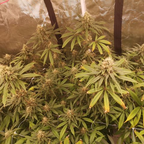 Cheezy poofs growlog timeline photo