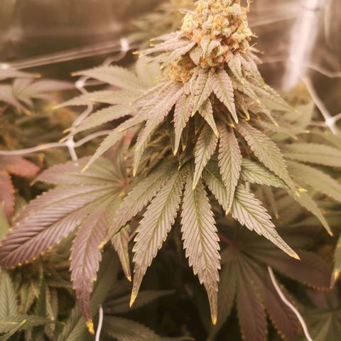 Cherry gar see ya growlog timeline photo