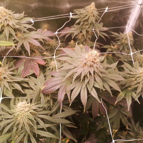 Cherry gar see ya growlog timeline photo