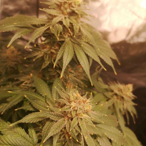Cotton candy cookies growlog timeline photo