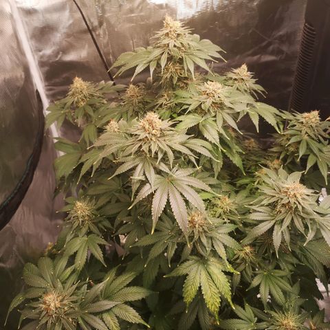 Cotton candy cookies growlog timeline photo
