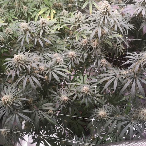 Critical pk growlog timeline photo