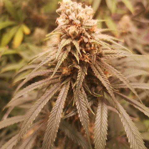 Critical pk growlog timeline photo