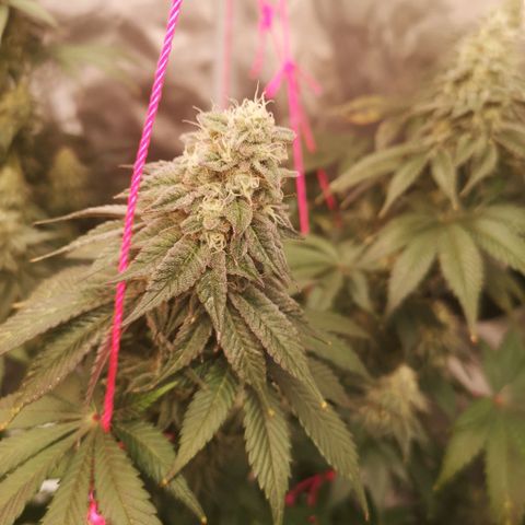GMO cookies growlog timeline photo