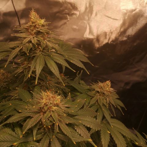Cotton candy cookies growlog timeline photo