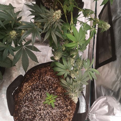 GMO cookies growlog timeline photo