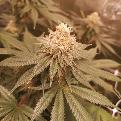 white wedding growlog timeline photo