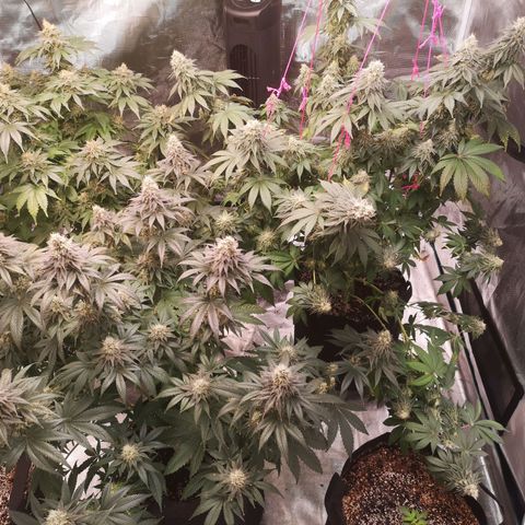 10th planet 2nd run growlog timeline photo