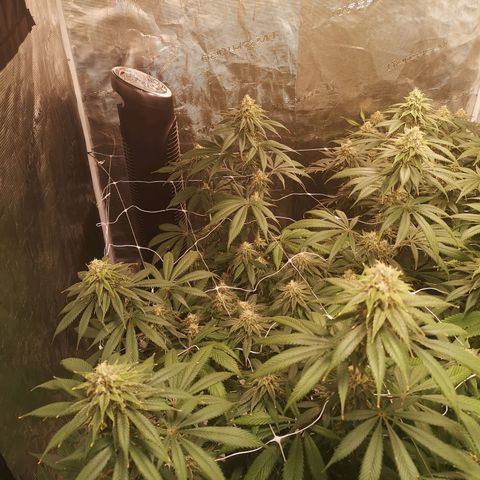 Runtz s1 growlog timeline photo