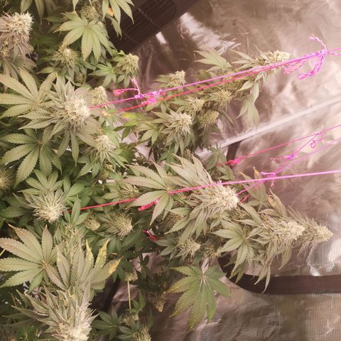 GMO cookies growlog timeline photo
