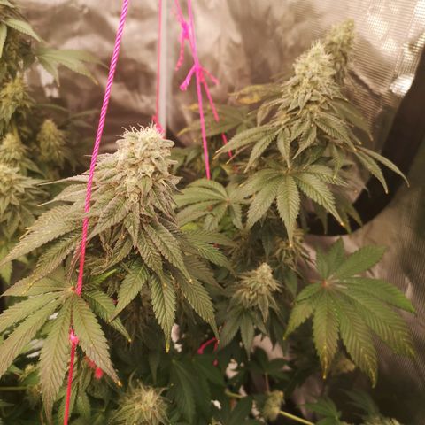 GMO cookies growlog timeline photo