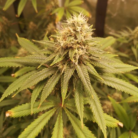 Cheezy poofs growlog timeline photo