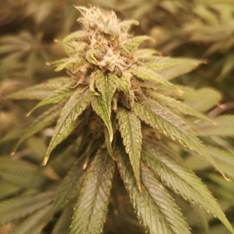 Runtz s1 growlog timeline photo