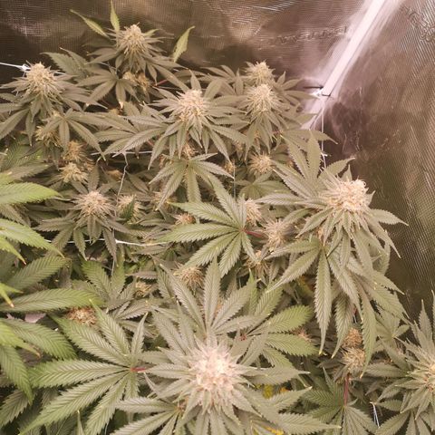 white wedding growlog timeline photo