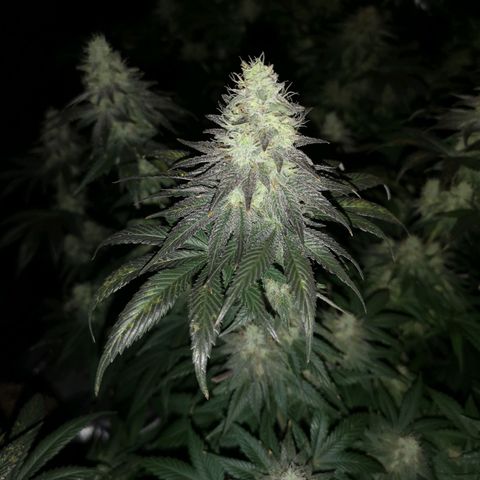 10th planet 2nd run growlog timeline photo