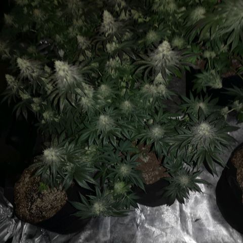 10th planet 2nd run growlog timeline photo