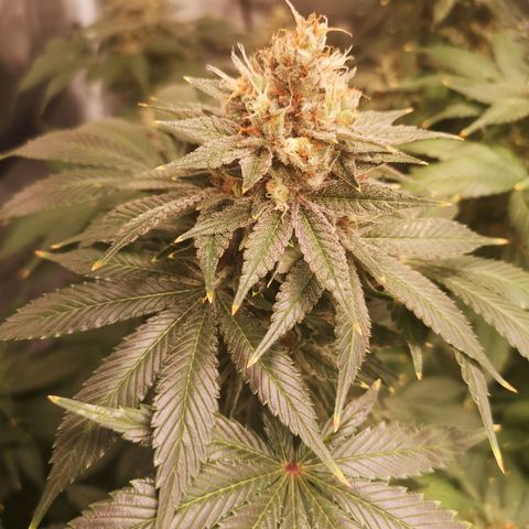 Cotton candy cookies growlog timeline photo