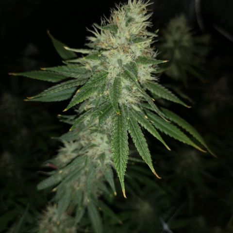 Cheezy poofs growlog timeline photo