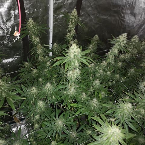 Cheezy poofs growlog timeline photo
