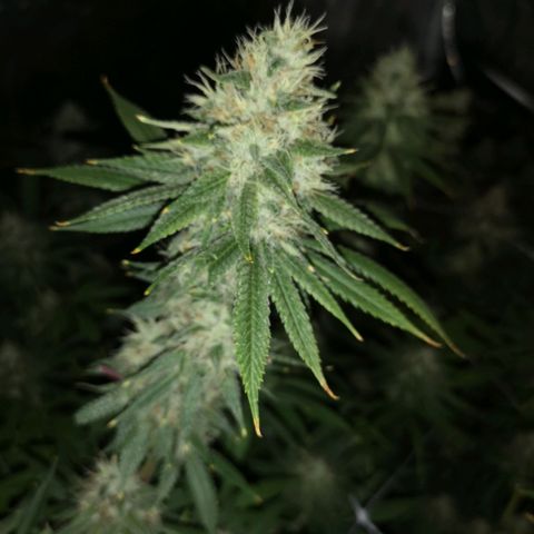 Cheezy poofs growlog timeline photo