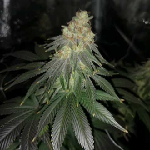 Cherry gar see ya growlog timeline photo