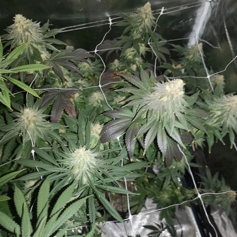 Cherry gar see ya growlog timeline photo