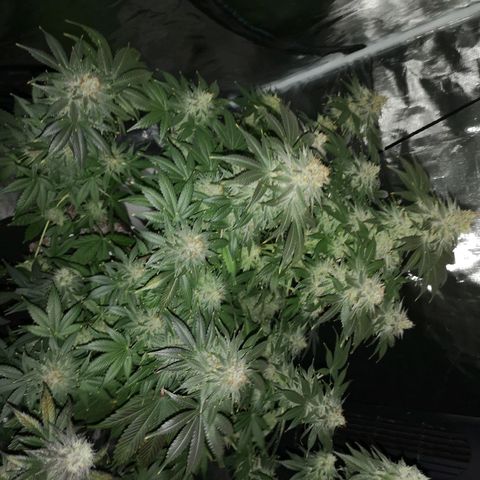 Cotton candy cookies growlog timeline photo
