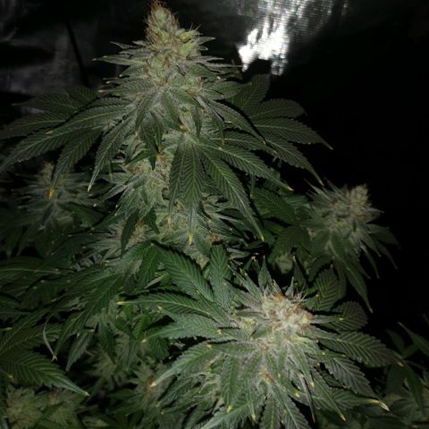 Cotton candy cookies growlog timeline photo