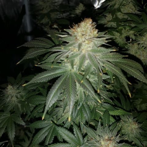 Cotton candy cookies growlog timeline photo