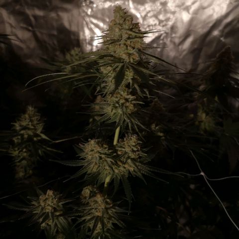 Critical pk growlog timeline photo