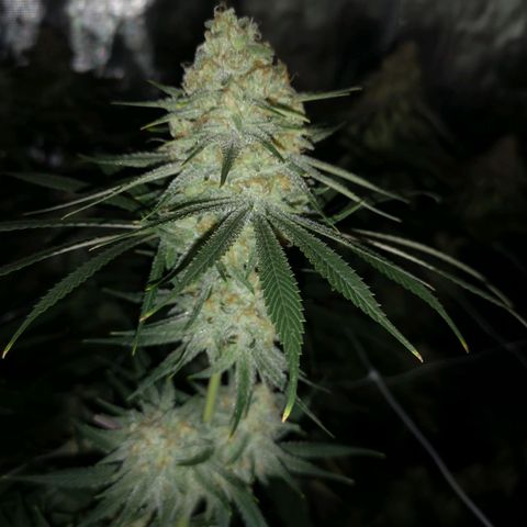 Critical pk growlog timeline photo