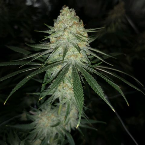 Critical pk growlog timeline photo