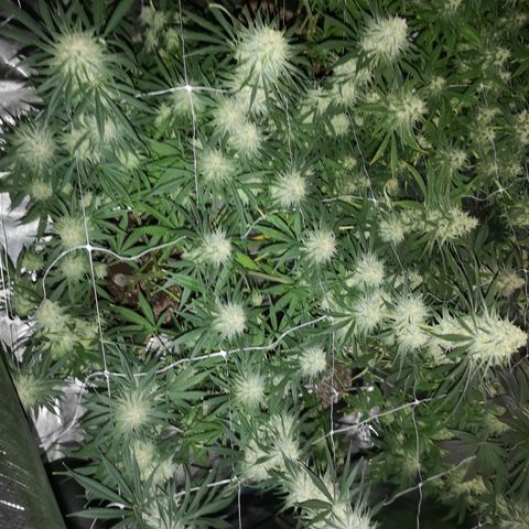 Critical pk growlog timeline photo