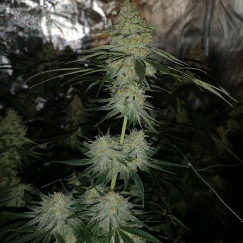 Critical pk growlog timeline photo