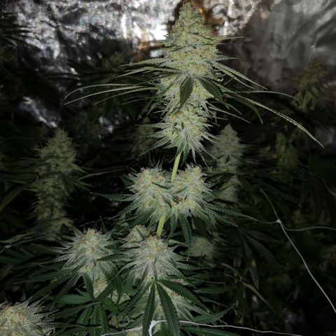 Critical pk growlog timeline photo