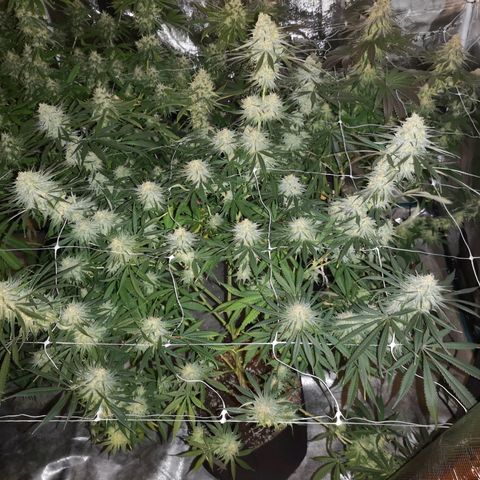 Critical pk growlog timeline photo