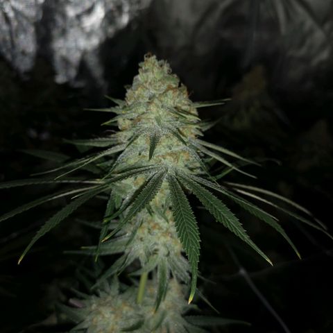 Critical pk growlog timeline photo