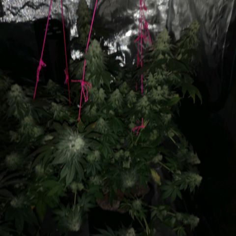 GMO cookies growlog timeline photo